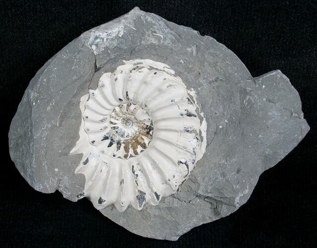 White Pleuroceras Ammonite - Germany #6165